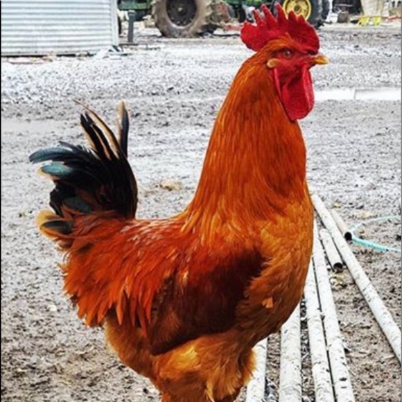 Meet your Posher, Thomas - Picture 1 of 1